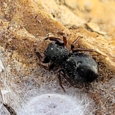 Unidentified Spider (Araneae) at Mitchell, ACT - 5 Jul 2022 by trevorpreston