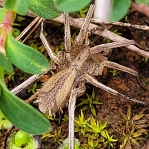 Argoctenus sp. (genus) at Mitchell, ACT - 5 Jul 2022