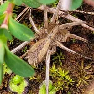 Argoctenus sp. (genus) at Mitchell, ACT - 5 Jul 2022