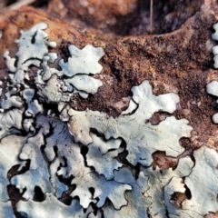 Lichen - foliose at Mitchell, ACT - 5 Jul 2022 by trevorpreston