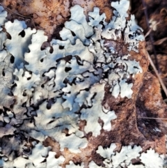 Lichen - foliose at Mitchell, ACT - 5 Jul 2022