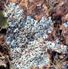 Lichen - foliose at Mitchell, ACT - 5 Jul 2022 10:59 AM