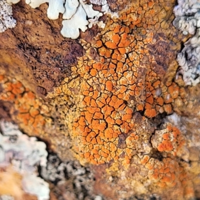 Caloplaca sp. (Firedot Lichen) at Mitchell, ACT - 5 Jul 2022 by trevorpreston