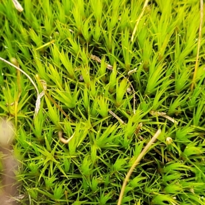 Campylopus (A moss) at Mitchell, ACT - 5 Jul 2022 by trevorpreston