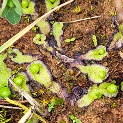 Asterella drummondii (A thallose liverwort) at Mitchell, ACT - 5 Jul 2022 by trevorpreston