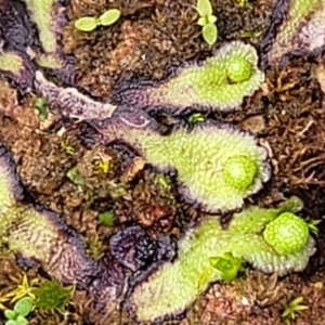 Asterella drummondii at Mitchell, ACT - 5 Jul 2022