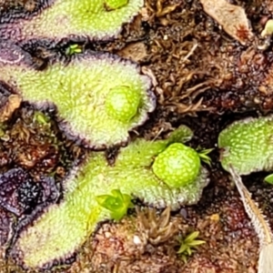 Asterella drummondii at Mitchell, ACT - 5 Jul 2022