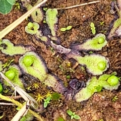 Asterella drummondii at Mitchell, ACT - 5 Jul 2022