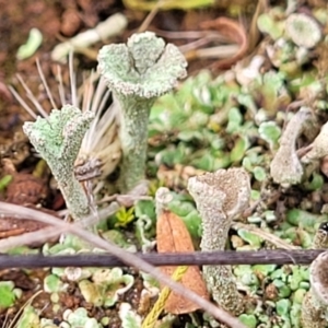 Cladonia sp. (genus) at Mitchell, ACT - 5 Jul 2022