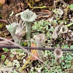 Cladonia sp. (genus) at Mitchell, ACT - 5 Jul 2022