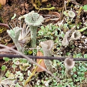 Cladonia sp. (genus) at Mitchell, ACT - 5 Jul 2022