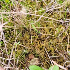 Cladia aggregata at Mitchell, ACT - 5 Jul 2022