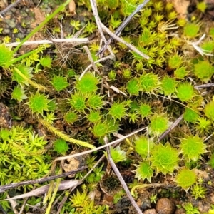 Bryaceae (family) at Mitchell, ACT - 5 Jul 2022