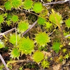 Bryaceae (family) at Mitchell, ACT - 5 Jul 2022