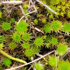 Bryaceae (family) at Mitchell, ACT - 5 Jul 2022 11:19 AM