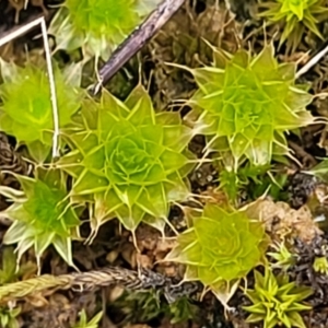 Bryaceae (family) at Mitchell, ACT - 5 Jul 2022