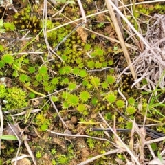 Bryaceae (family) at Mitchell, ACT - 5 Jul 2022