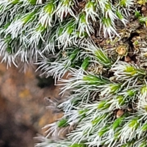 Grimmia sp. at Mitchell, ACT - 5 Jul 2022