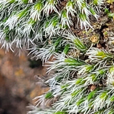 Grimmia sp. (A moss) at Mitchell, ACT - 5 Jul 2022 by trevorpreston