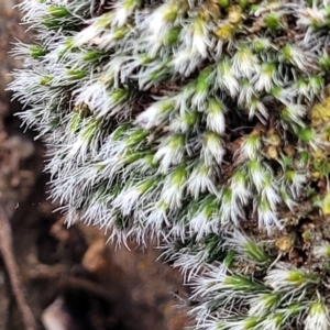 Grimmia sp. at Mitchell, ACT - 5 Jul 2022