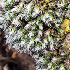 Grimmia sp. at Mitchell, ACT - 5 Jul 2022