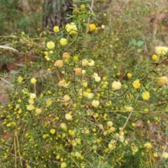 Acacia ulicifolia (Prickly Moses) at Isaacs Ridge - 5 Jul 2022 by Mike