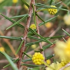 Acacia ulicifolia at Isaacs, ACT - 5 Jul 2022 03:08 PM