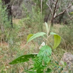 Olearia lirata (Snowy Daisybush) at Isaacs Ridge - 5 Jul 2022 by Mike