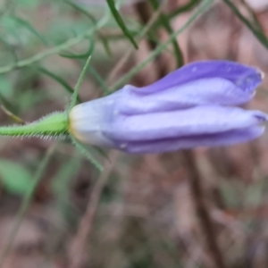 Wahlenbergia stricta subsp. stricta at Isaacs, ACT - 5 Jul 2022