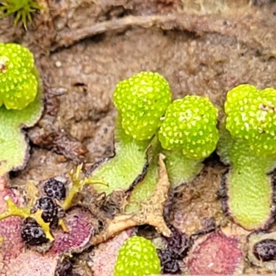 Asterella drummondii (A thallose liverwort) at Wanna Wanna Nature Reserve - 5 Jul 2022 by trevorpreston