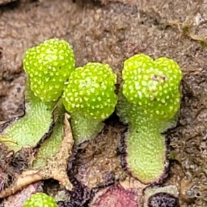 Asterella drummondii at Carwoola, NSW - 5 Jul 2022