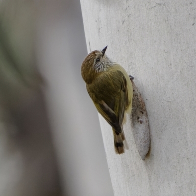 Acanthiza lineata (Striated Thornbill) at Burra, NSW - 4 Jul 2022 by trevsci