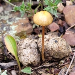 zz agaric (stem; gills not white/cream) at Carwoola, NSW - 5 Jul 2022 by trevorpreston