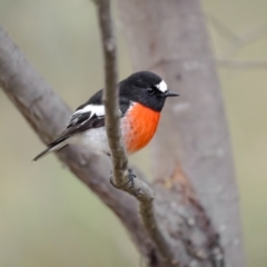 Petroica boodang (Scarlet Robin) at Burra, NSW - 5 Jul 2022 by trevsci