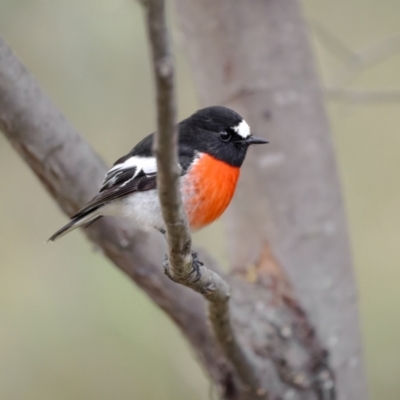 Petroica boodang (Scarlet Robin) at Burra, NSW - 5 Jul 2022 by trevsci