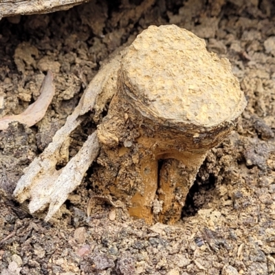 Pisolithus microcarpus (A puffball) at Wanna Wanna Nature Reserve - 5 Jul 2022 by trevorpreston