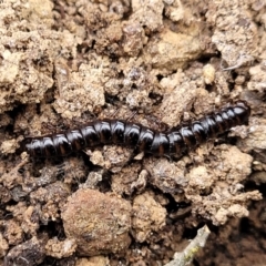 Paradoxosomatidae sp. (family) (Millipede) at Wanna Wanna Nature Reserve - 5 Jul 2022 by trevorpreston