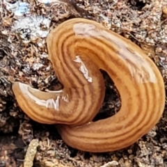 Fletchamia quinquelineata (Five-striped flatworm) at Wanna Wanna Nature Reserve - 5 Jul 2022 by trevorpreston
