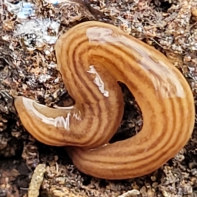 Fletchamia quinquelineata (Five-striped flatworm) at Wanna Wanna Nature Reserve - 5 Jul 2022 by trevorpreston