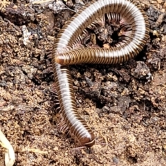 Juliformia sp. (superorder) at Carwoola, NSW - 5 Jul 2022