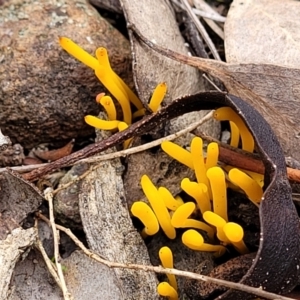 Clavulinopsis amoena at Carwoola, NSW - 5 Jul 2022