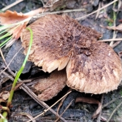 Inocybe sp. (Inocybe) at Carwoola, NSW - 5 Jul 2022 by trevorpreston