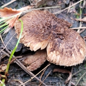 Inocybe sp. at Carwoola, NSW - 5 Jul 2022 02:50 PM