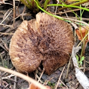 Inocybe sp. at Carwoola, NSW - 5 Jul 2022