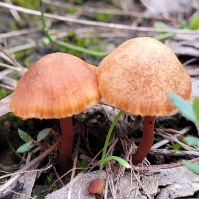 Laccaria sp. (Laccaria) at Carwoola, NSW - 5 Jul 2022 by trevorpreston