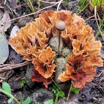 Podoscypha petalodes at Carwoola, NSW - 5 Jul 2022 by trevorpreston