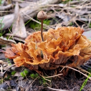 Podoscypha petalodes at Carwoola, NSW - 5 Jul 2022