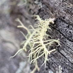 Usnea sp. (genus) (Bearded lichen) at Carwoola, NSW - 5 Jul 2022 by trevorpreston