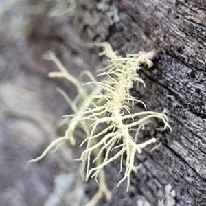 Usnea sp. (genus) at Carwoola, NSW - 5 Jul 2022