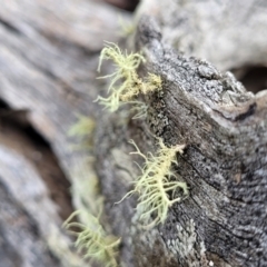 Usnea sp. (genus) at Carwoola, NSW - 5 Jul 2022